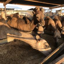 Camels near Somaliland’s capital Hargeysa